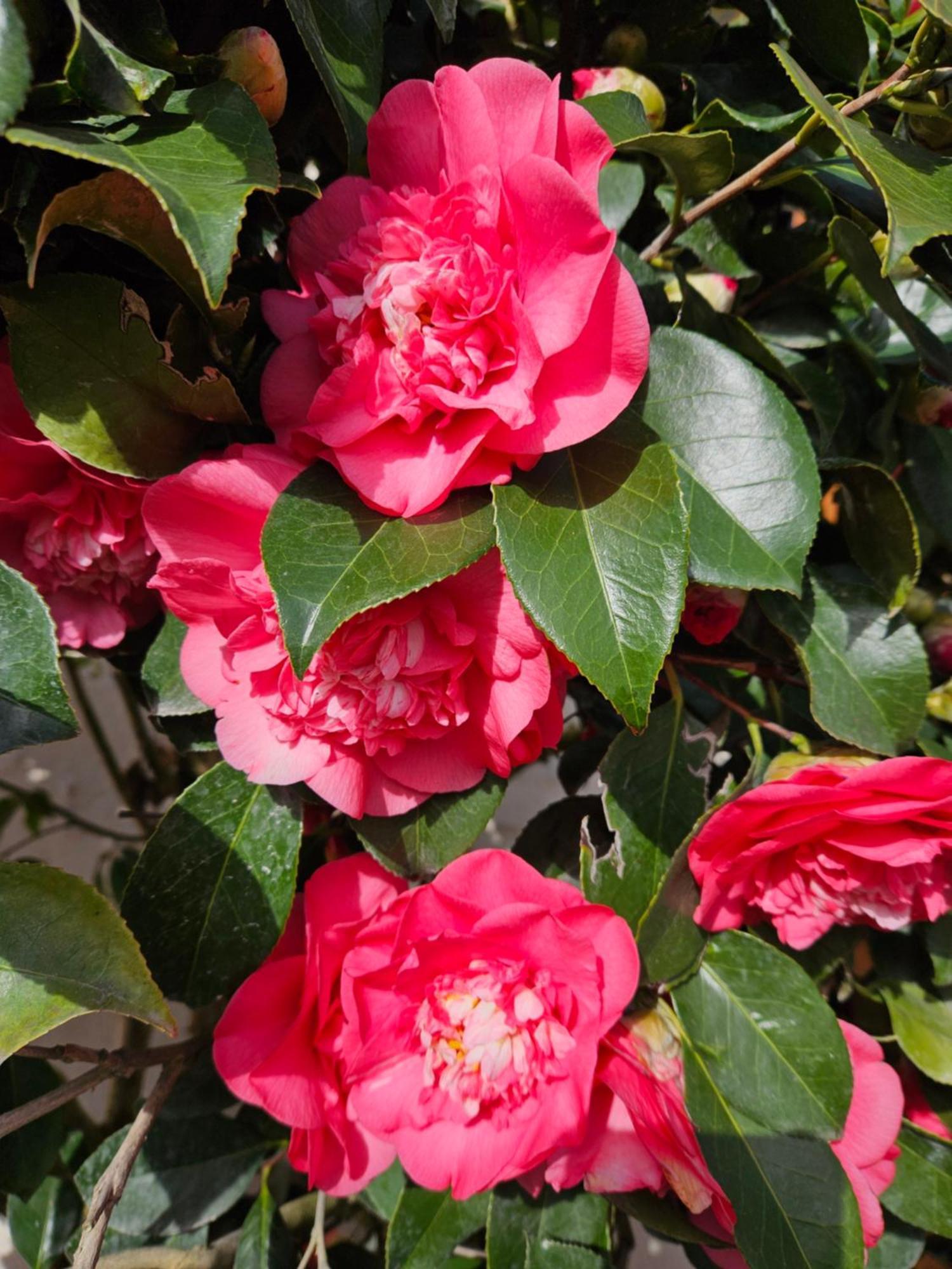 Les Camelias Villa Selles-sur-Cher Dış mekan fotoğraf
